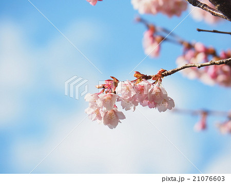 蜂須賀桜 蜂須賀桜 21076603