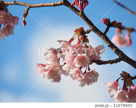 蜂須賀桜 21076605