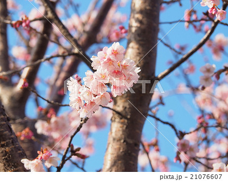 蜂須賀桜 蜂須賀桜 21076607