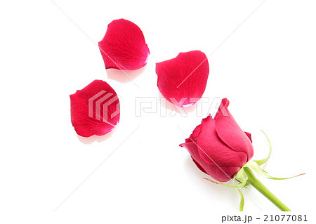 赤いバラの花 21077081