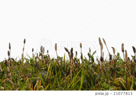 つくしんぼ つくしんぼ 21077813