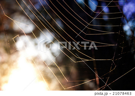 First sun rays on the web 21078463