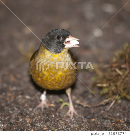 Pekin nightingale - Leiothrix lutea Pekin nightingale - Leiothrix lutea 21078774