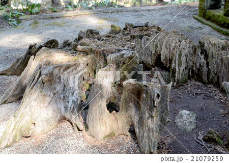 切り株 21079259