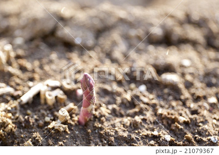 アスパラ 21079367