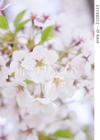 桜の花のアップ（ソメイヨシノ） 21080233