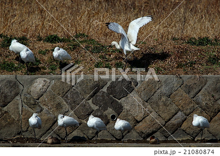 クロツラヘラサギ&ヘラサギ クロツラヘラサギ&ヘラサギ 21080874
