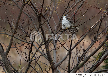 オオタカ オオタカ 21081247