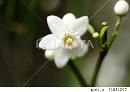 自然 植物 シークワーサー ミカン科らしい白くきれいな花 実に比べると大きめですの写真素材