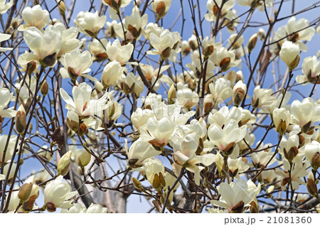 ハクモクレン(白木蓮) ハクモクレン(白木蓮) 21081360
