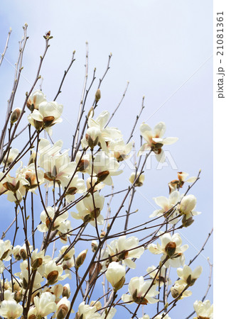 ハクモクレン（白木蓮） 21081361