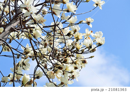 ハクモクレン(白木蓮) ハクモクレン(白木蓮) 21081363