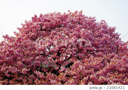 河津桜 河津桜 21081421