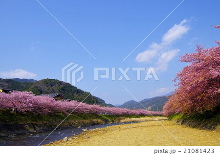 河津桜 河津桜 21081423