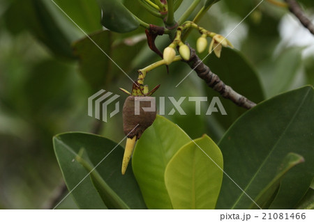 自然　植物　ヤエヤマヒルギ、胎生種子が伸び始めたところ。三十センチくらいまで伸びて下に落ちます 21081466