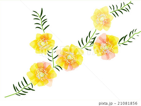 Portulaca flower, cute yellow flowers with leaves  21081856