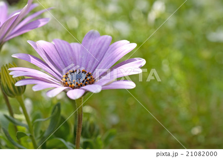 デイジー 21082000