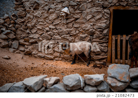 sheep in farm with wooden background sheep in farm with wooden background 21082473