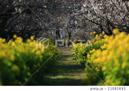 菜の花とあぜ道957 菜の花とあぜ道957 21082693