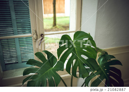 観葉植物のある部屋の写真素材 2107
