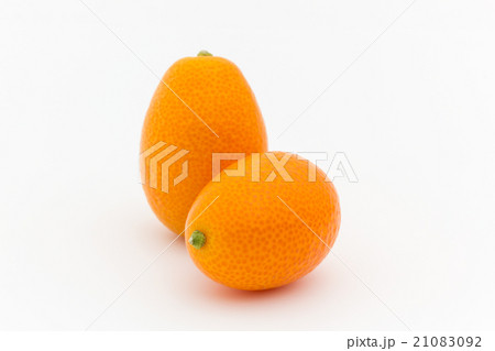 キンカン:Kumquat 21083092