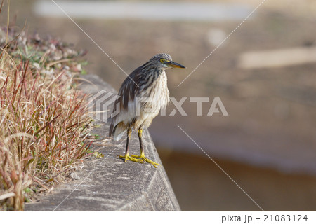 アカガシラサギ冬羽 21083124