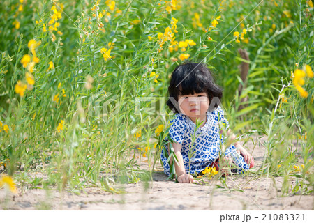Cute Asian girl in yellow sunhemp flower field Cute Asian girl in yellow sunhemp flower field 21083321