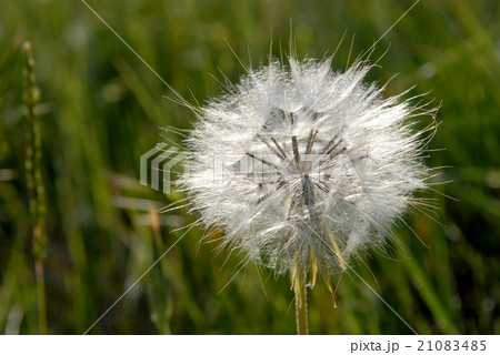 Dandelion - ripe fruits 21083485
