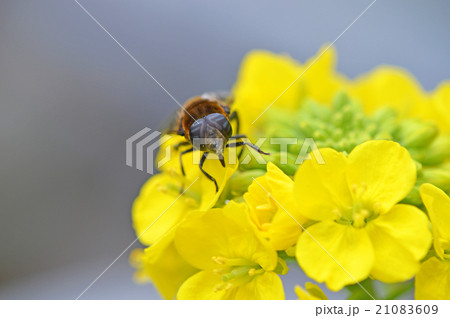 菜花とオオハナアブ 21083609