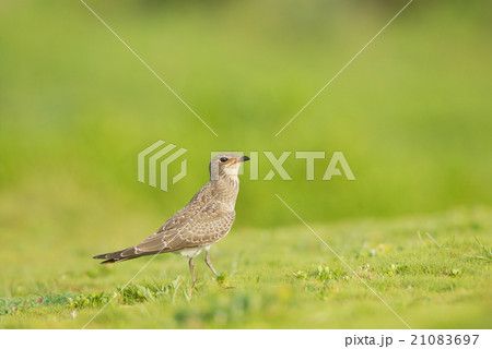 草原を歩くツバメチドリ 21083697