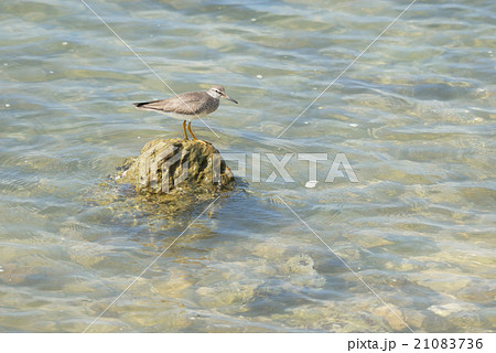 沖縄の海辺のキアシシギ 21083736