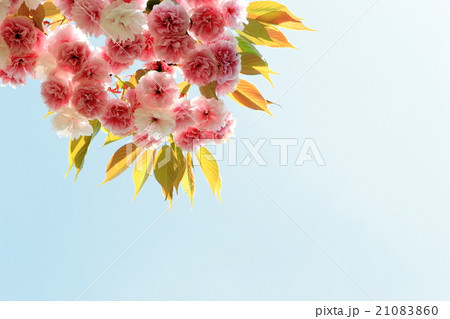 八重桜（普賢象） 21083860