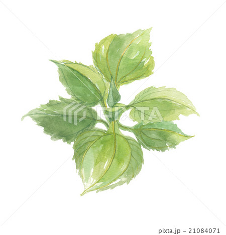 ヤーコンの葉 21084071