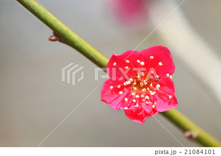 梅の花 21084101