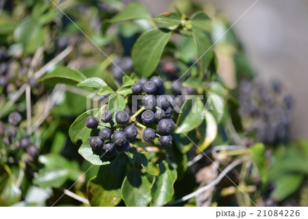 キヅタの果実 21084226