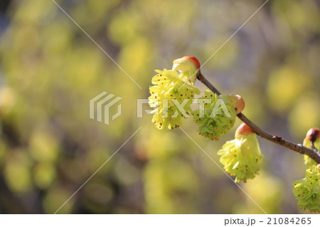 シナミズキの花 シナミズキの花 21084265