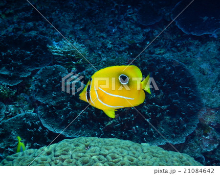 ウミヅキチョウチョウウオ 21084642