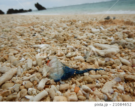 砂浜に打ち上げられたカツオノエボシ 21084652