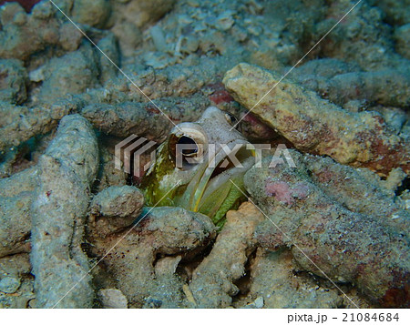 ジョーフィッシュ ジョーフィッシュ 21084684