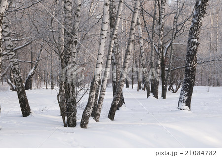 Winter park landscape 21084782