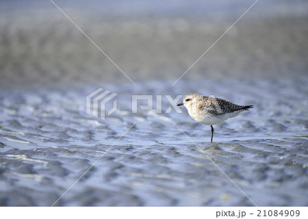 ダイゼン冬羽 21084909