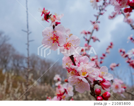 梅の花　（筑波山梅林） 21085800