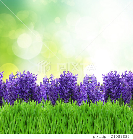 Spring flowers in pots Spring flowers in pots 21085883