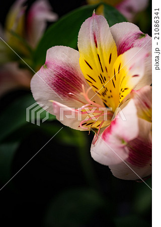 アルストロメリア、接写、マクロ。 21086341