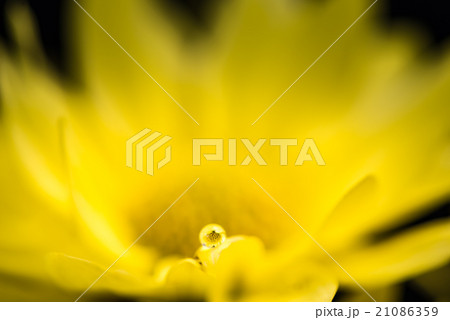 菊、滴、接写、マクロ。 21086359