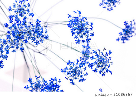 レースフラワー、接写、マクロ。 21086367