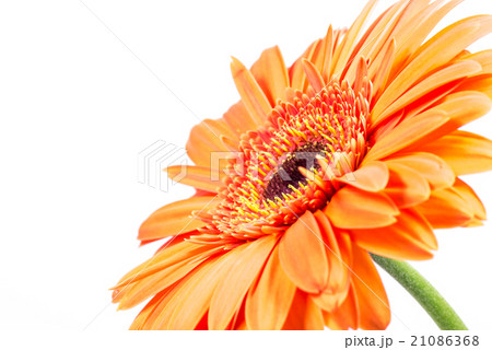 ガーベラ、接写、マクロ。 ガーベラ、接写、マクロ。 21086368