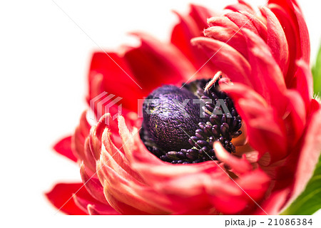 アネモネ、接写、マクロ。 アネモネ、接写、マクロ。 21086384