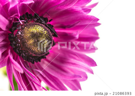 アネモネ、接写、マクロ。 アネモネ、接写、マクロ。 21086393