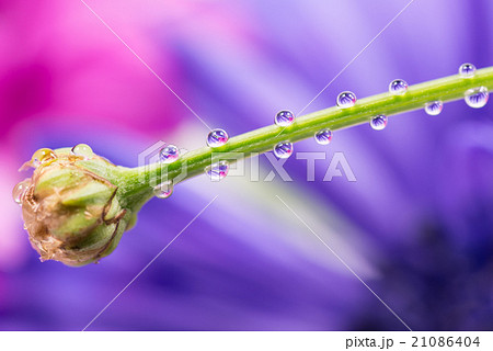 アネモネ、滴、接写、マクロ。 アネモネ、滴、接写、マクロ。 21086404
